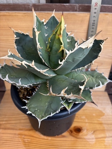 アガベ　名無し　ライオンズメーンセット