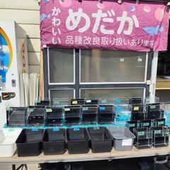 🐙改良メダカ 専門店🐙