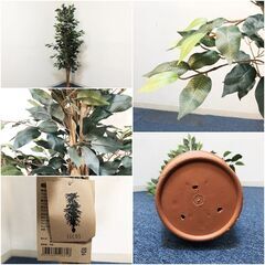 フェイクグリーン Ficus(フィカス) 690 H150cm・H160cm 2種対応
