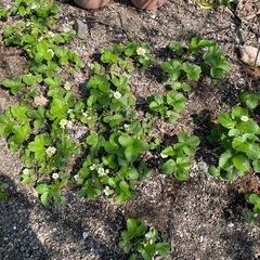 イチゴの苗の画像