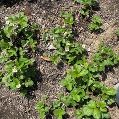 イチゴの苗の画像