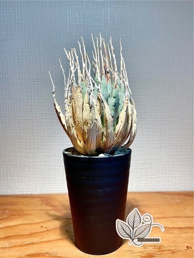 4万→2万！希少種アガベ ユタエンシス エボリスピナ　陽炎 がっつり発根済み　鉢のまま