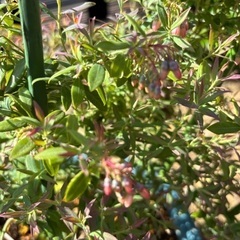 受付終了　ビルベリーローザスブラッシュ　果樹　苗木　無農薬の画像