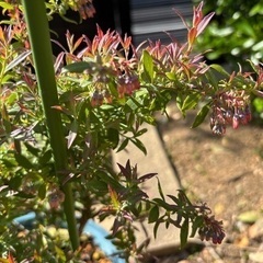 受付終了　ビルベリーローザスブラッシュ　果樹　苗木　無農薬の画像