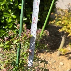 受付終了　ビルベリーローザスブラッシュ　果樹　苗木　無農薬の画像