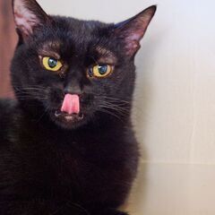 ふわふわ黒猫！触るとすぐにゴロゴロふみふみな女の子！