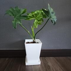 根上がりセローム  2