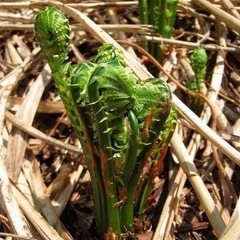 山菜・キノコ採りにご一緒して頂ける方探しております🌱