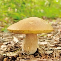 山菜・キノコ採りにご一緒して頂ける方探しております🌱 - 南砺市