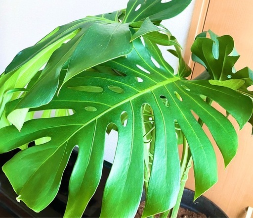 人気特価激安 モンステラデリシオーサ2株➕植木鉢や土など (雪だるま) 橋本の フラワー・ガーデニング