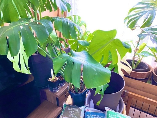 モンステラデリシオーサ2株➕植木鉢や土など (雪だるま) 橋本の