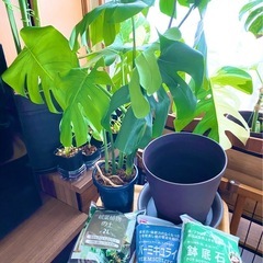 モンステラデリシオーサ2株➕植木鉢や土など (雪だるま) 橋本の