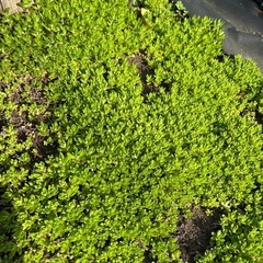 ツルマンネングサ　20本