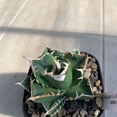 アガベ　チタノタ　SADの画像