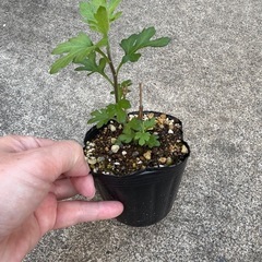菊の苗　鉢ごと