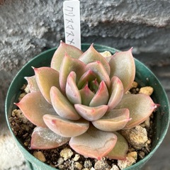 エケベリア　クリスマス✖️リラシナ
の画像