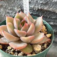 エケベリア　クリスマス✖️リラシナ
の画像