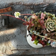 多肉植物寄せ植え③
の画像