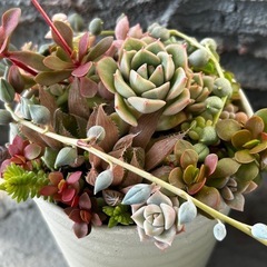 多肉植物寄せ植え③
の画像