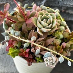 多肉植物寄せ植え③
の画像