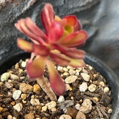 アエオニウム　黒法師
の画像