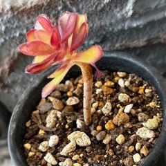 アエオニウム　黒法師
の画像