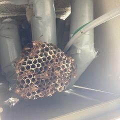 建物・屋根裏に居座る害獣駆除なら【害獣駆除の生活救急隊 川…