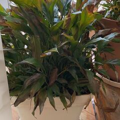 観葉植物
