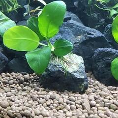 アヌビアスナナ1株