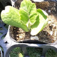 かぼちゃの苗　1ポット分