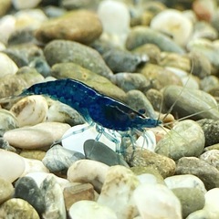 ベルベットブルーシュリンプ 10匹の画像