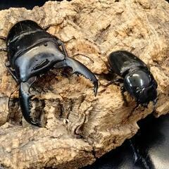 夏間近恒例カブトクワガタくじ