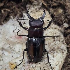 ミクラミヤマクワガタ黄紋型通常型セット m78265510629_1.jpg?1716107419