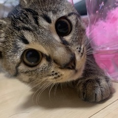 キジトラ︎︎ ♀1歳 ルナちゃん🐱