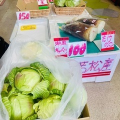 朝採り若松産キャベツ　1玉100円❗️❗️❗️