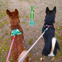 🐕小型犬以上〜中型犬(柴犬位)サイズの首輪、小型犬〜中型犬位の犬...