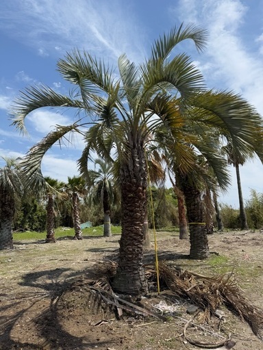 ココスヤシ シルバーリーフ 【現地で引き取りもしくは近場限定の