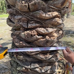 ココスヤシシルバーリーフ 【配送・植え込み対応OK！引き取りも大歓迎