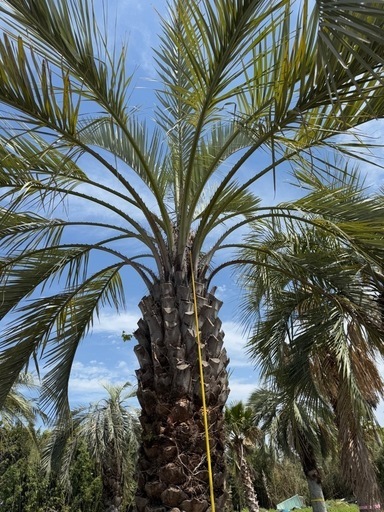ココスヤシ 超シルバーリーフ 【配送・植え込み対応OK！引き取り