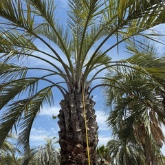 ココスヤシシルバーリーフ 【配送・植え込み対応OK!引き取りも ココスヤシシルバーリーフ 【配送・植え込み対応OK!引き取りも