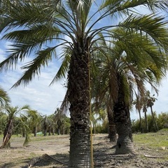 ココスヤシ　シルバーリーフ 【配送・植え込み対応OK！引き取りも大歓迎】の画像