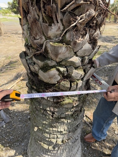 ココスヤシ シルバーリーフ 配送 植え込み対応OK！引き取りも大歓迎 