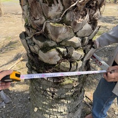 ココスヤシ　シルバーリーフ 【配送・植え込み対応OK！引き取りも大歓迎】の画像