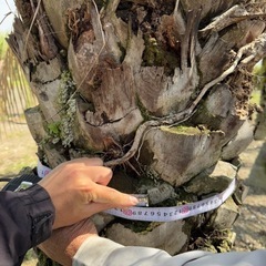 ココスヤシ　シルバーリーフ 【配送・植え込み対応OK！引き取りも大歓迎】の画像
