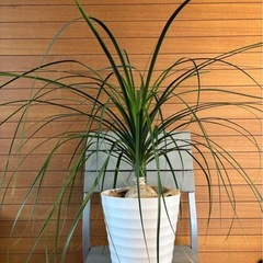 観葉植物 トックリラン ポニーテール①