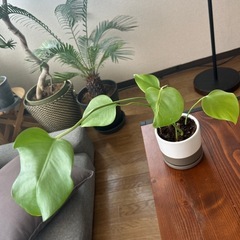 鉢付き　高さ30cmモンステラ　