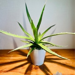 特大！厳つい暴れまくりのアガベ！ドライガーデン即戦力！注意）大き...