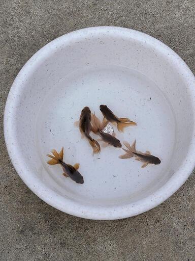 金魚元気プロバイオパワーフード沈下性 金魚元気 金魚の餌 70g