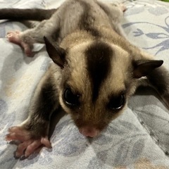 フクロモモンガ 各カラーいております！