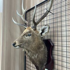 鹿剥製壁掛けディスプレイオブジェ (工具館 倶知安店) 虻田の 鹿剥製壁掛けディスプレイオブジェ (工具館 倶知安店) 虻田の